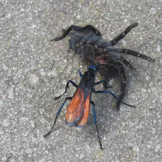 /img/15028-tarantula-wasp-conservation.webp