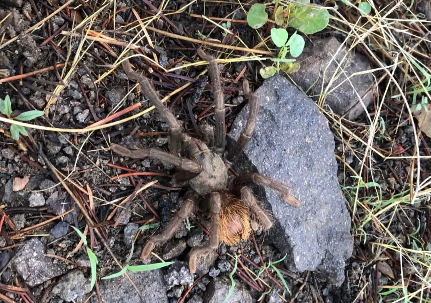15028 tarantula wasp hunting