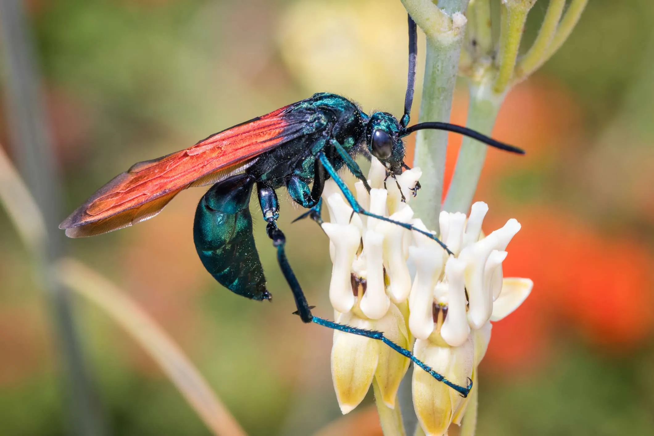 15028 tarantula wasp mating