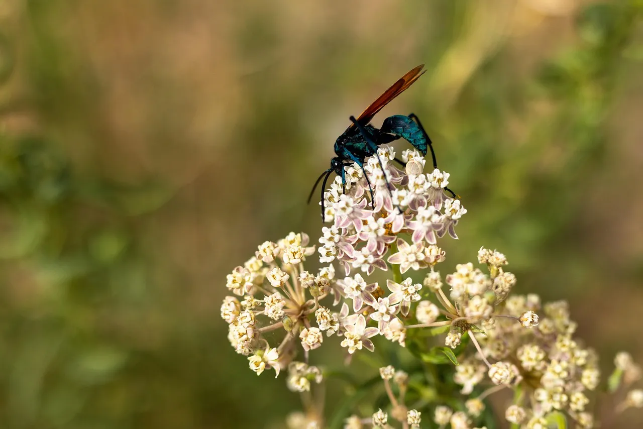 15028 tarantula wasp nesting