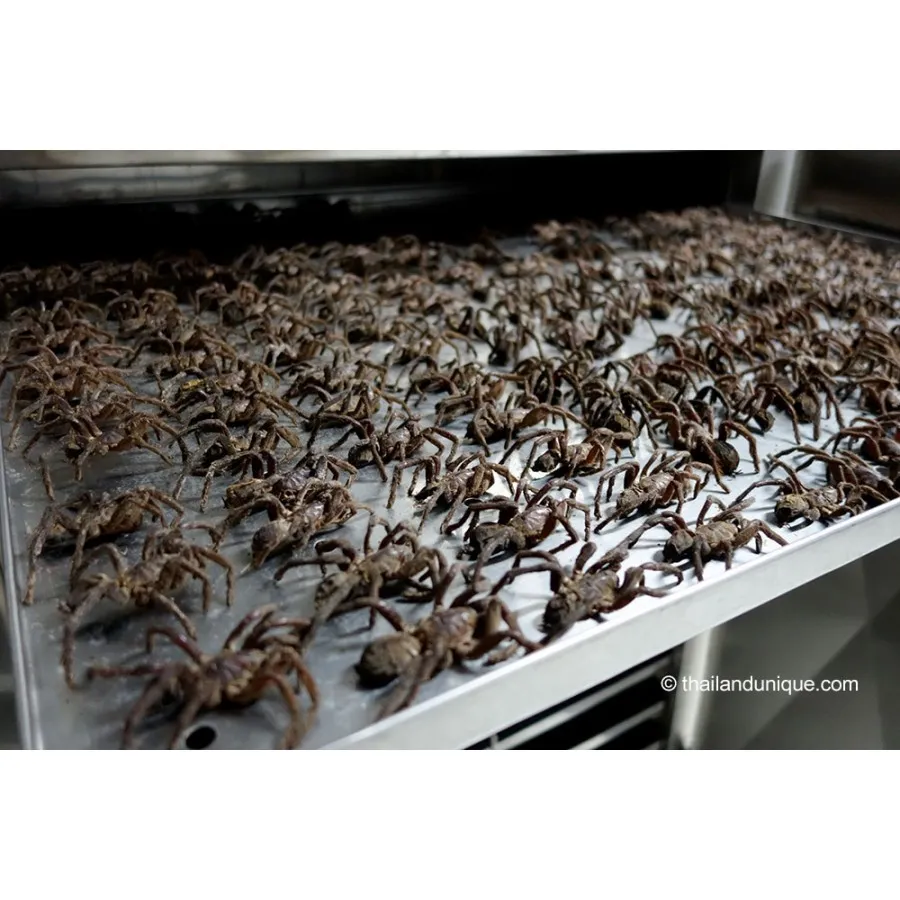 /img/15029-sustainable-tarantula-farm.webp