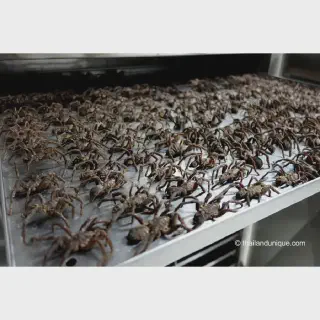 /img/15029-sustainable-tarantula-farm.webp
