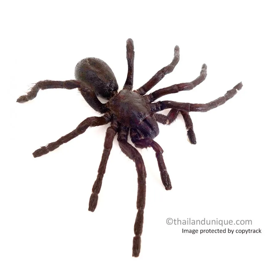 15029 tarantula allergy