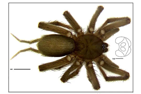 15030 davao earth tiger tarantula