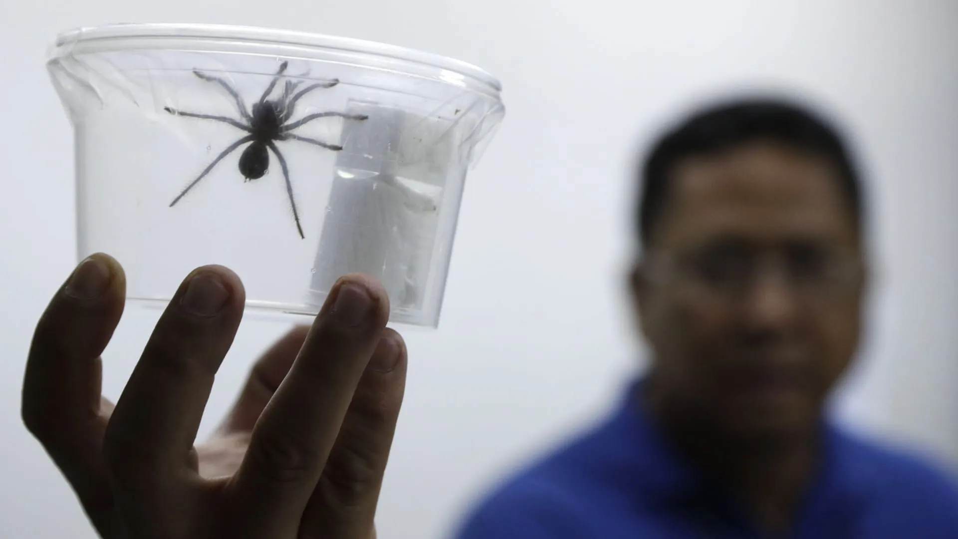 15030 mindanao tiger tarantula