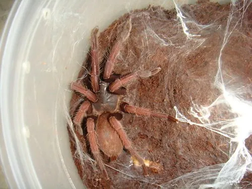 15030 philippine ornamental tarantula