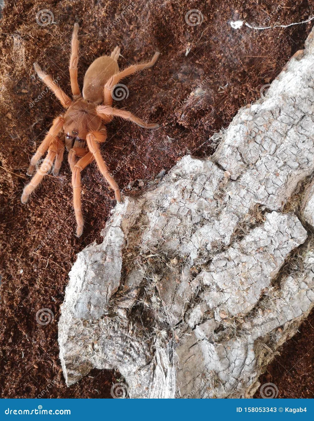 15030 tarantula enclosure