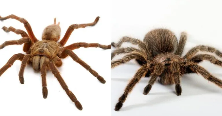 15031 tarantula book lungs