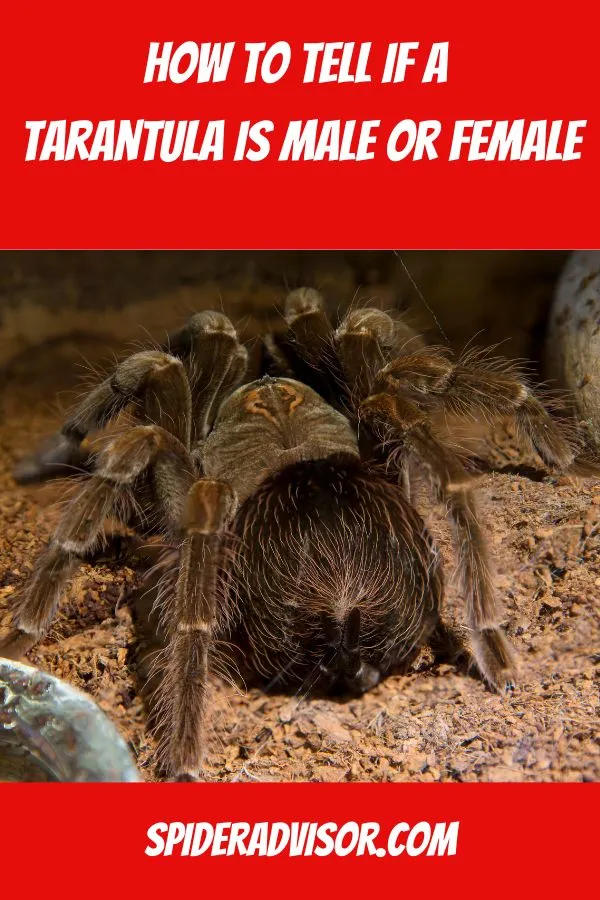/img/15031-tarantula-expert-consultation.webp