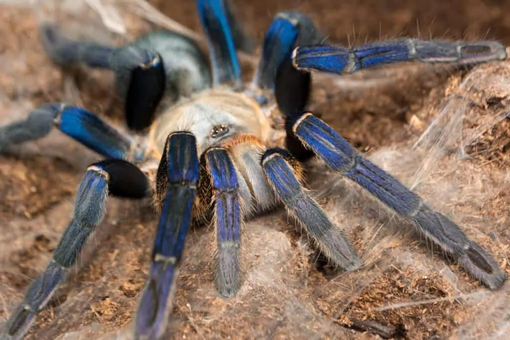 15031 tarantula molt examination