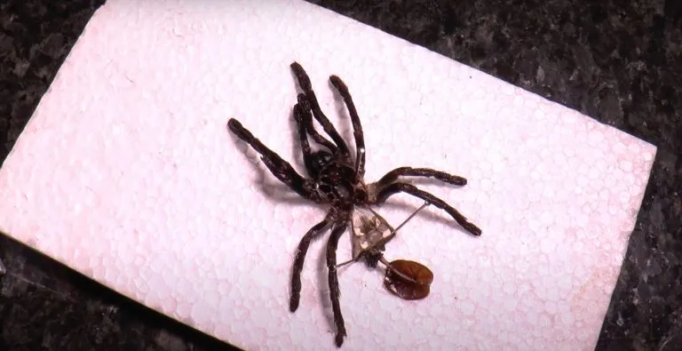 15031 tarantula pedipalps