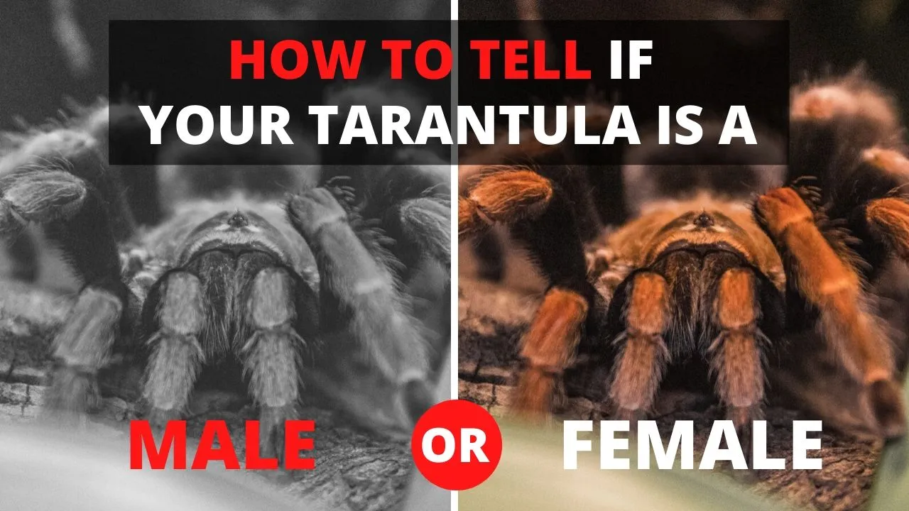 15031 ventral sexing tarantula