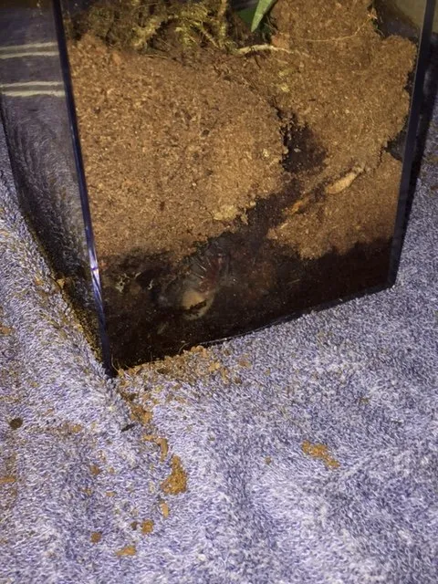15032 albo tarantula sling close up