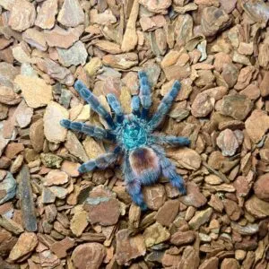 15032 albo tarantula sling feeding