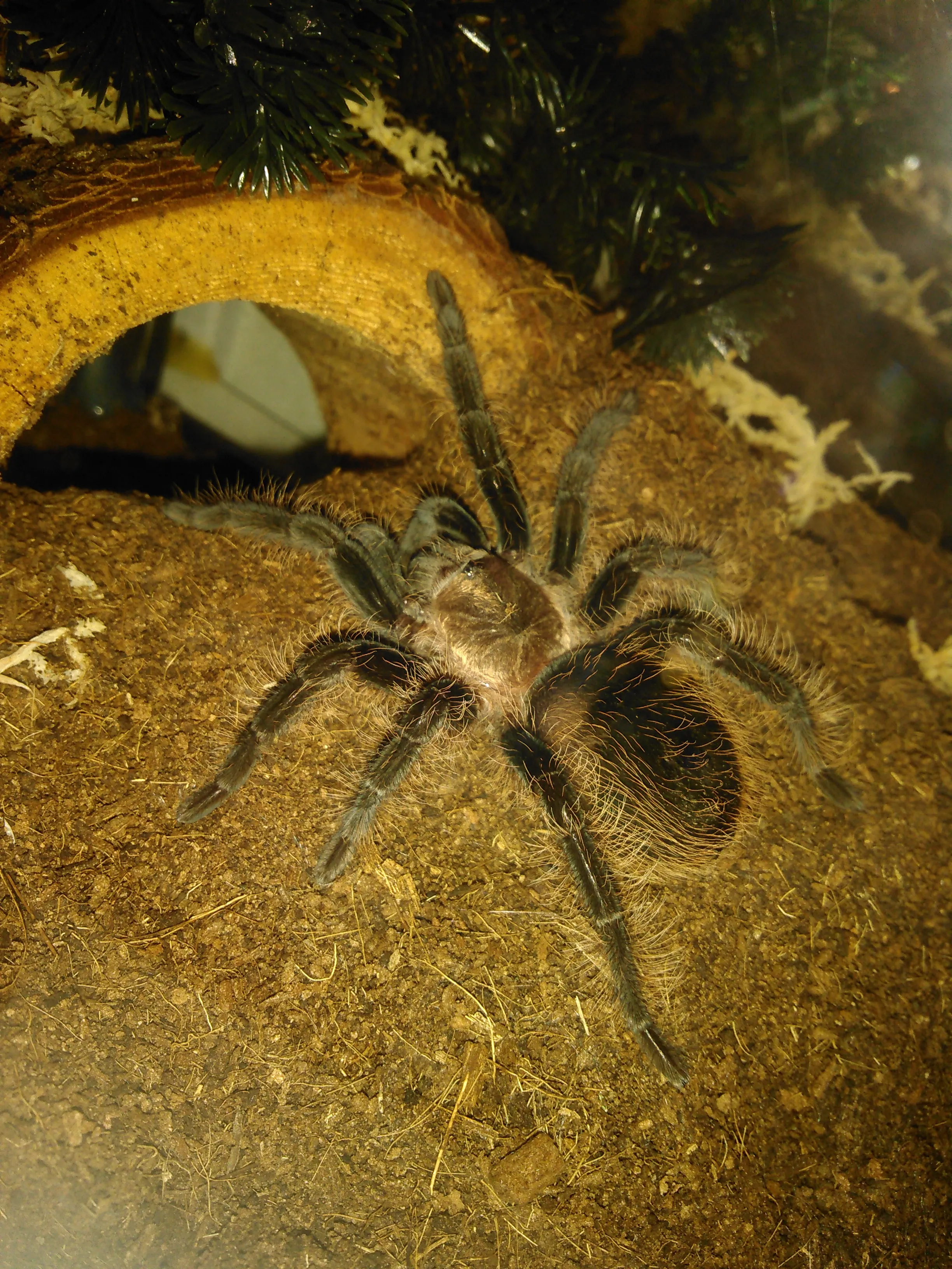 15032 albo tarantula sling handling