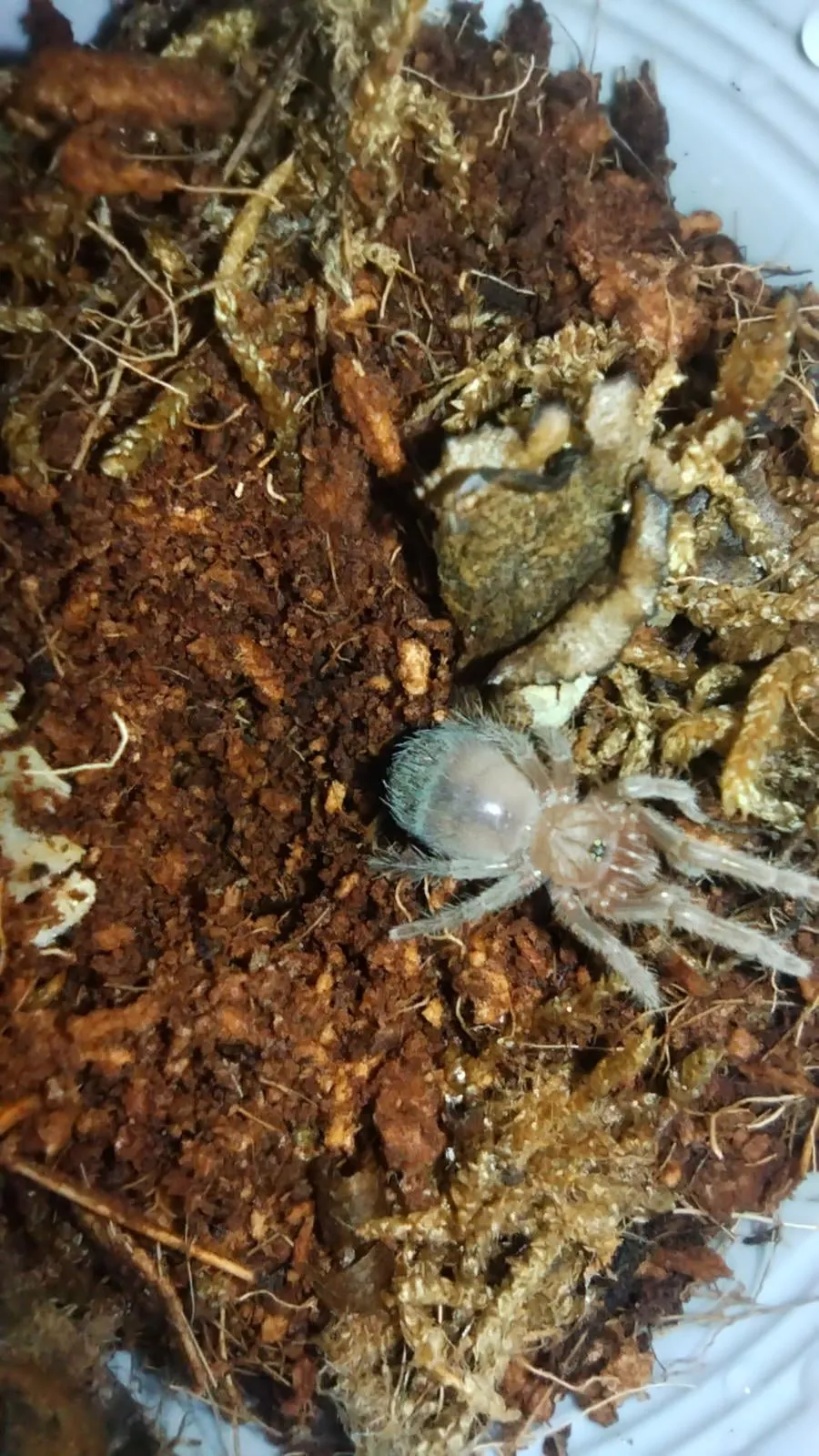 15032 albo tarantula sling mite