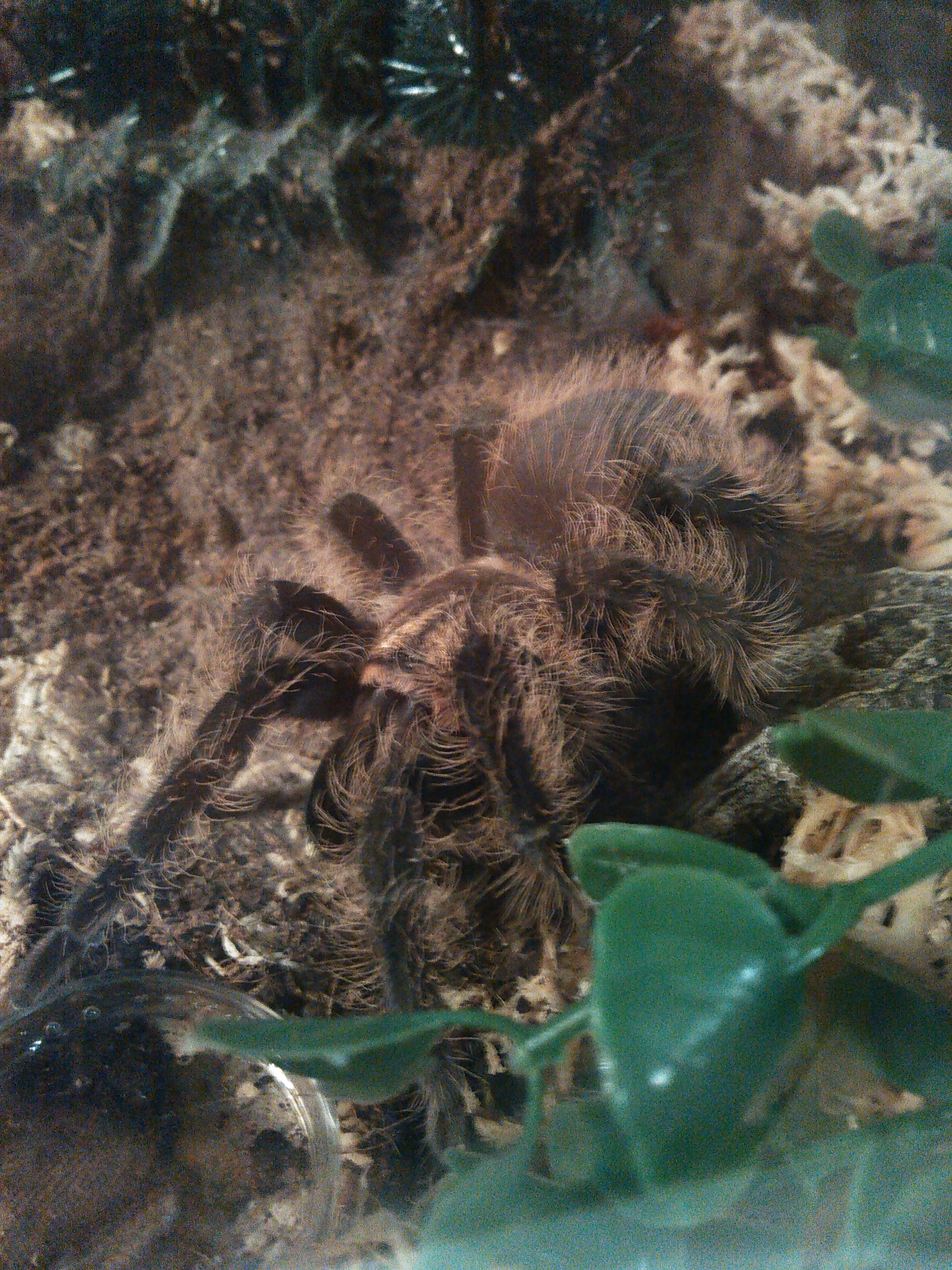 15032 albo tarantula sling molting