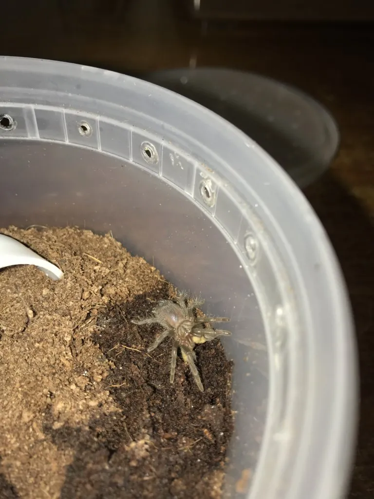 /img/15032-albo-tarantula-sling-water.webp