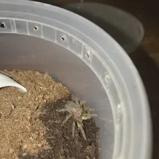 /img/15032-albo-tarantula-sling-water.webp