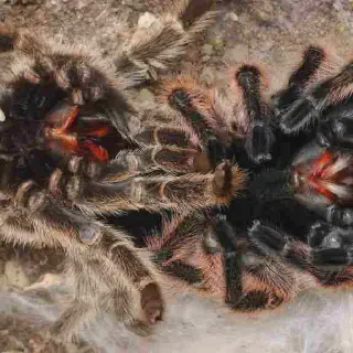 /img/15033-sick-tarantula.webp