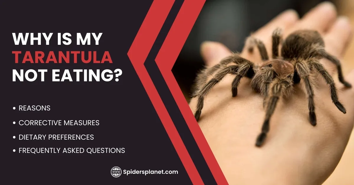 15033 tarantula molting