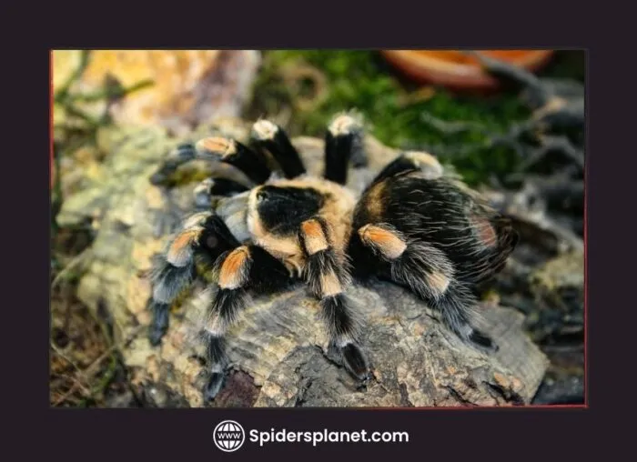 15033 tarantula temperature