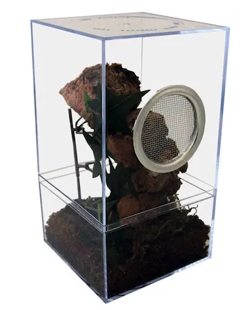 /img/15034-gooty-sapphire-tarantula-breeding.webp