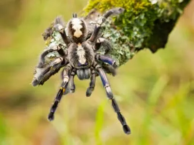 15034 gooty sapphire tarantula feeding