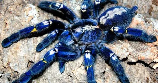 15034 gooty sapphire tarantula habitat