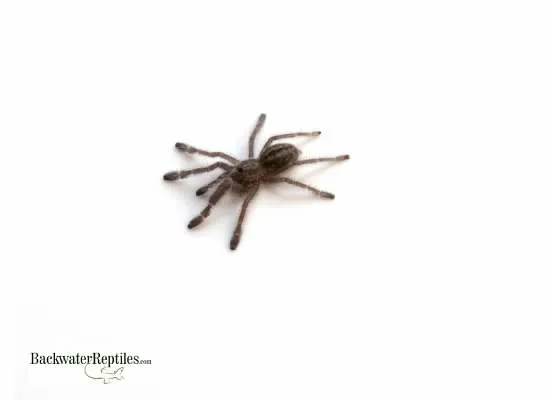 15034 gooty sapphire tarantula handling