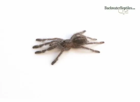 15034 gooty sapphire tarantula health