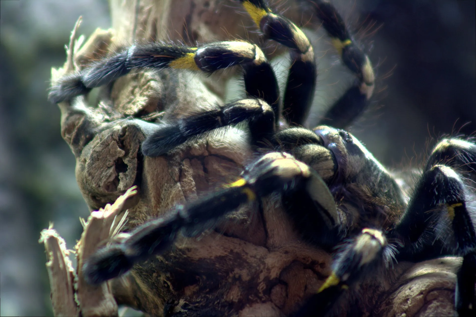 15034 gooty sapphire tarantula overview