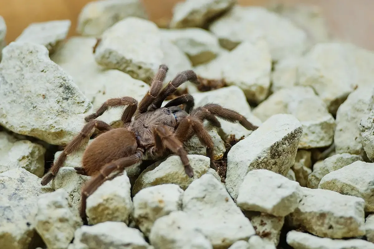 15035 blue panay tarantula close up