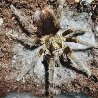 /img/15035-blue-panay-tarantula-comparison.webp