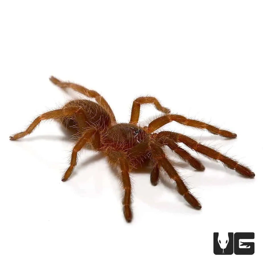 15035 blue panay tarantula enclosure