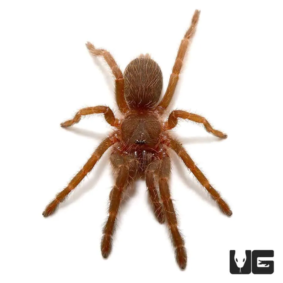 15035 blue panay tarantula feeding