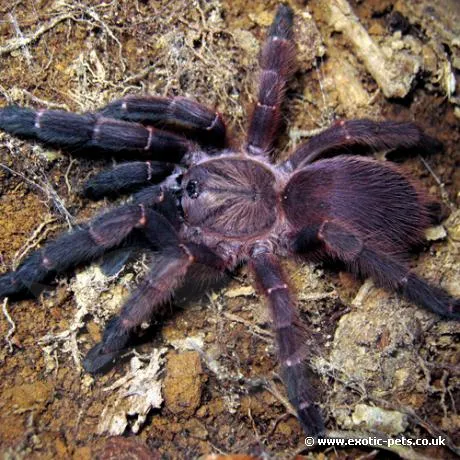 15035 blue panay tarantula handling