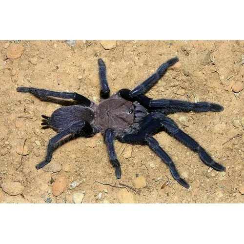 15035 blue panay tarantula seller