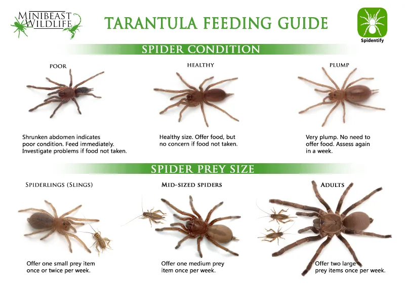 15036 molting tarantula