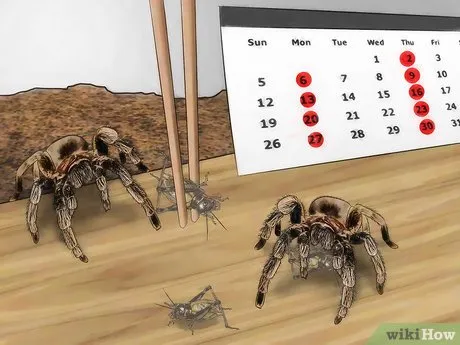 15036 small cricket for tarantula