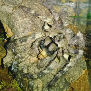 /img/15036-tarantula-eating-prey.webp