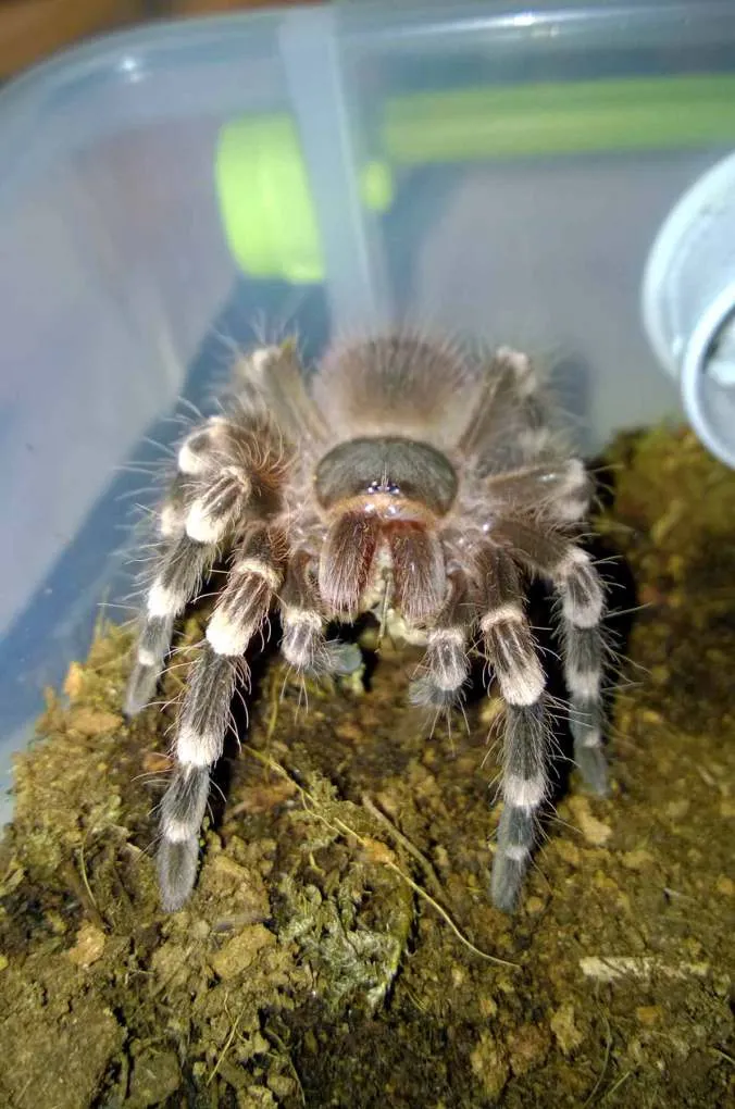 15036 tarantula terrarium