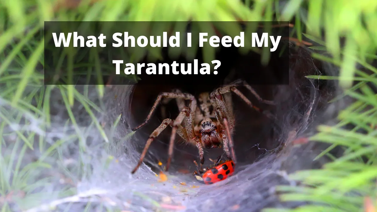 15036 tarantula water dish