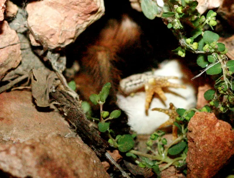 15037 frog habitat