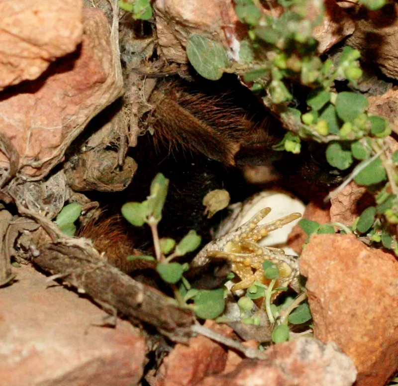 15037 tarantula frog encounter