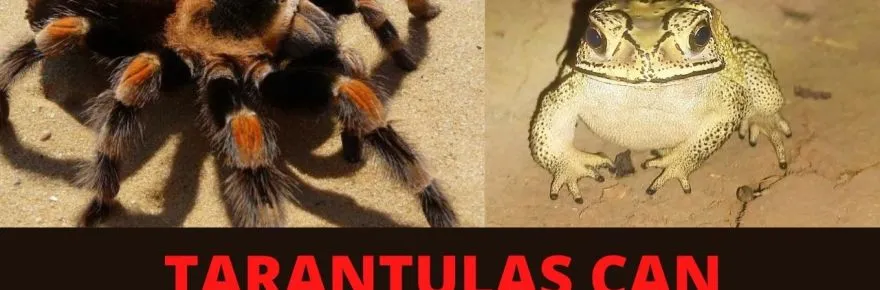15037 tarantula size