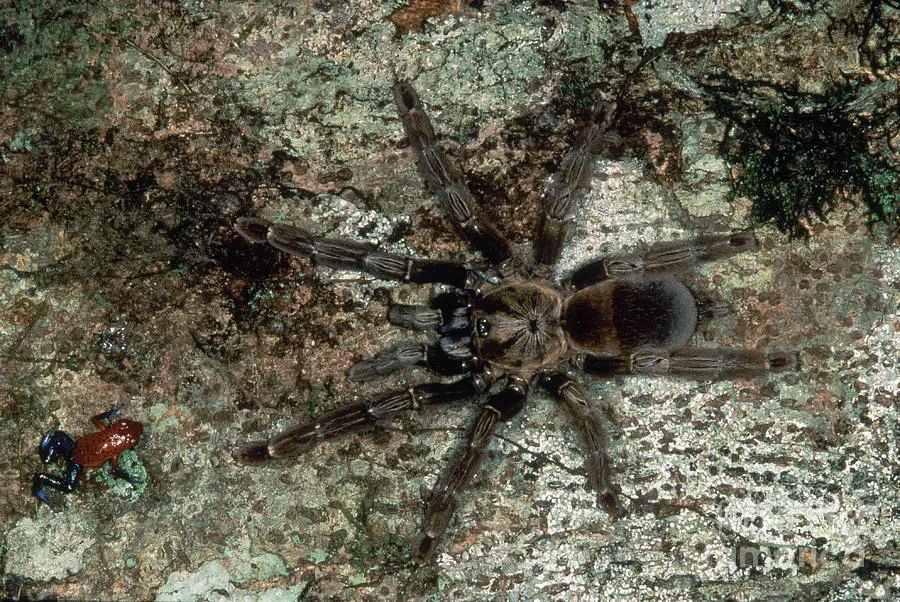 /img/15037-tarantula-warning.webp