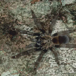 /img/15037-tarantula-warning.webp