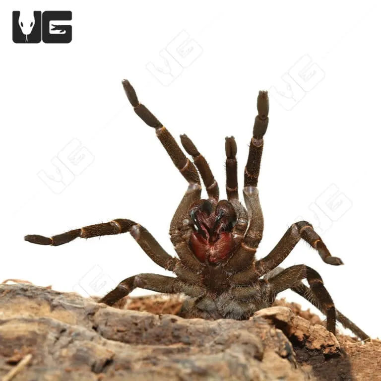 15038 tarantula mounting