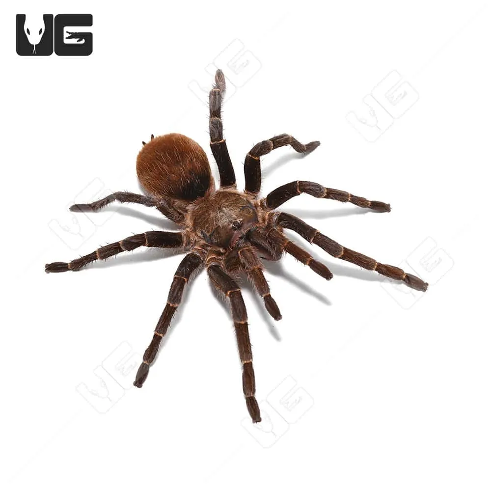 15038 tarantula posing